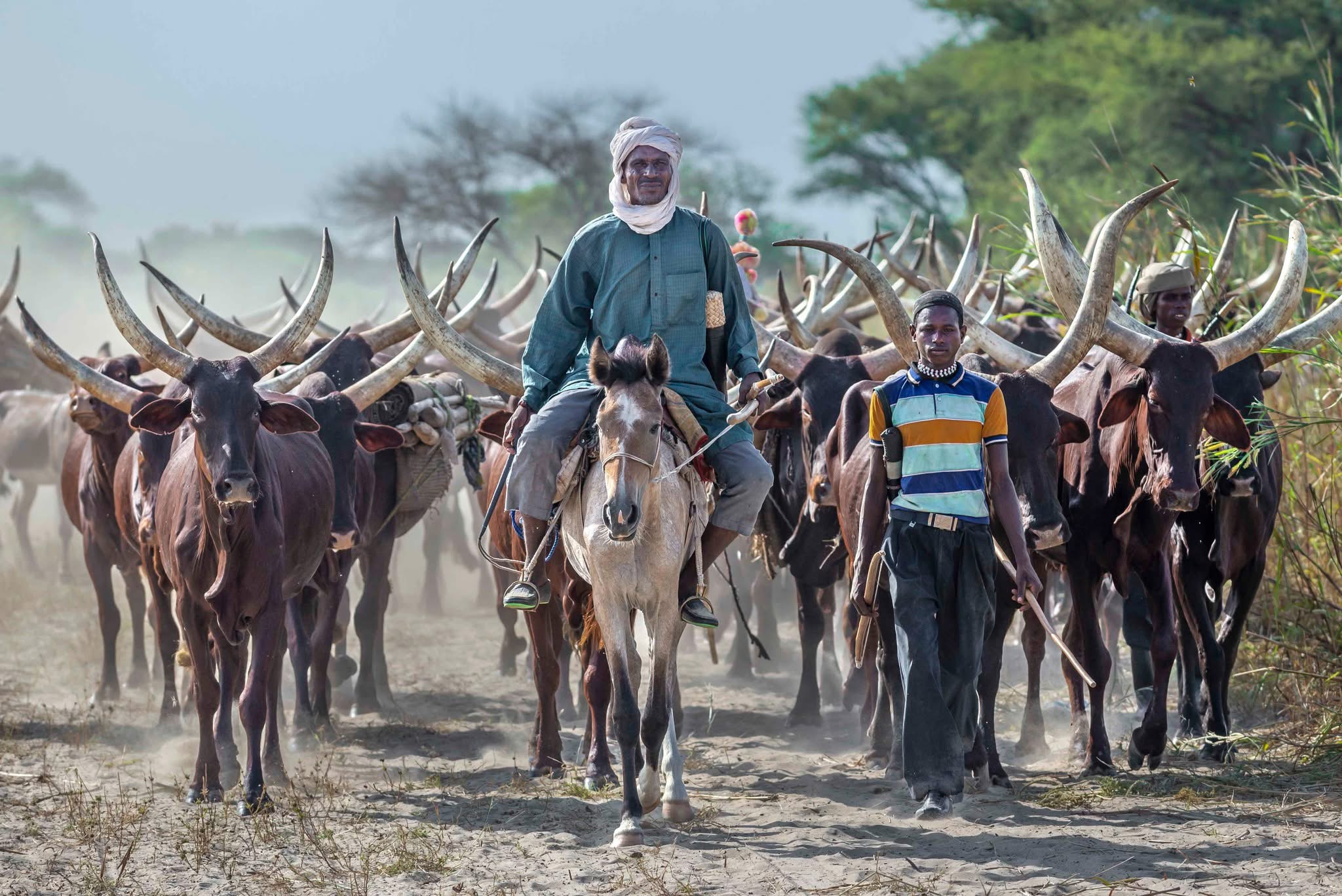 Herder leading long-horned cattle