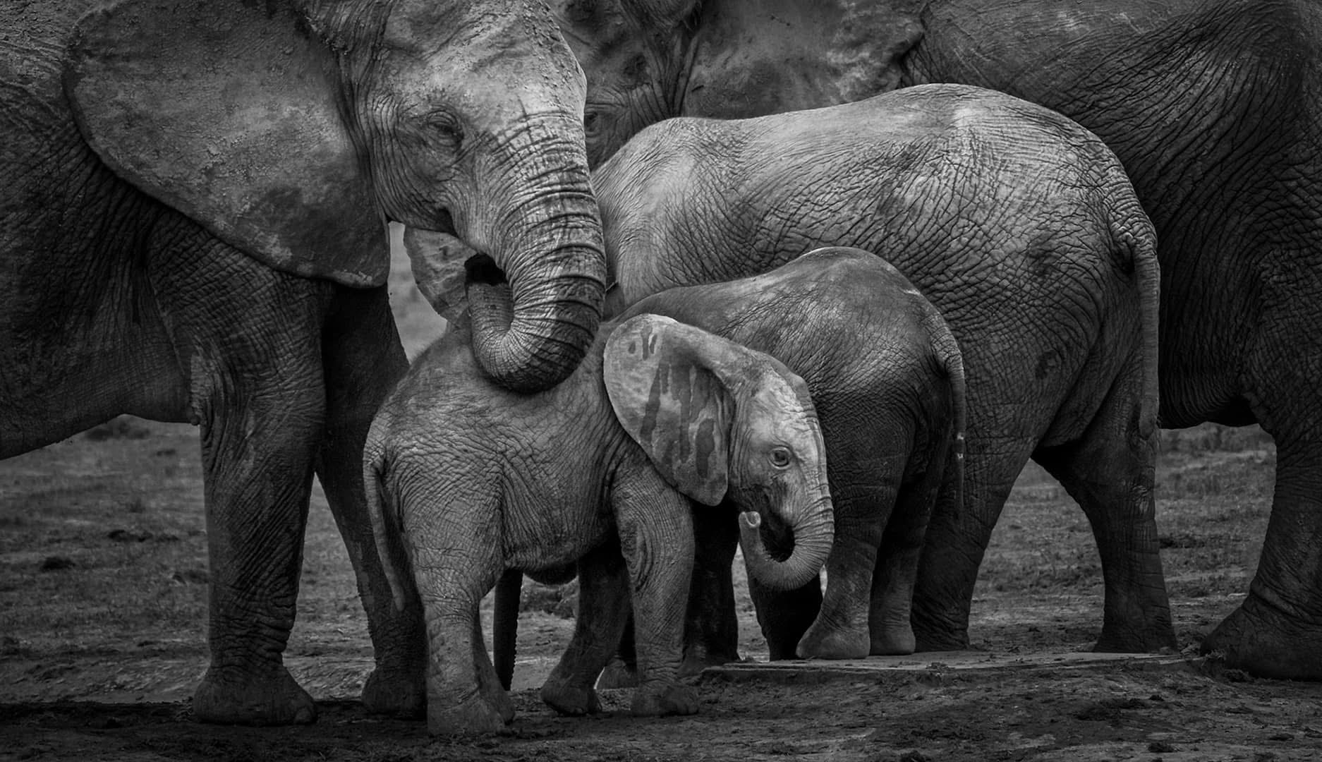 Elephant family in black and white