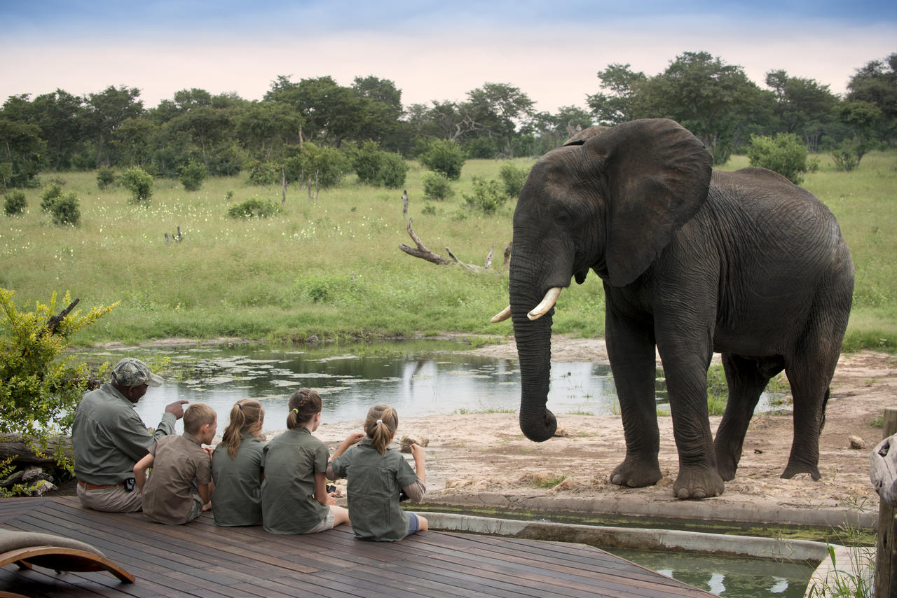 Elephant at a waterhole seen from a viewing deck