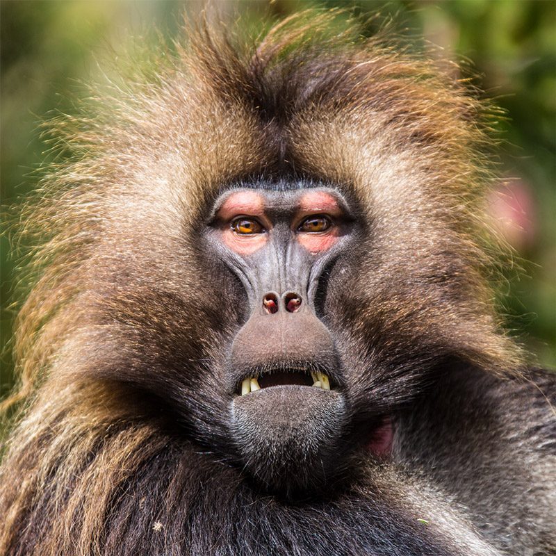 Gelada baboon in the highlands