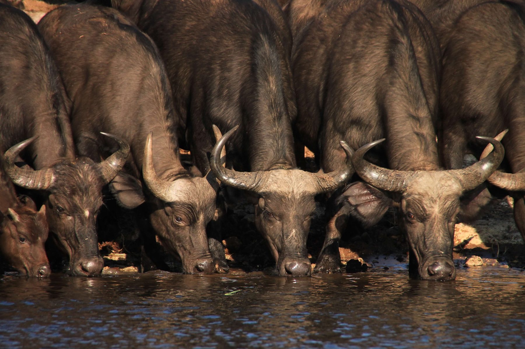 Buffalo drinking at the water