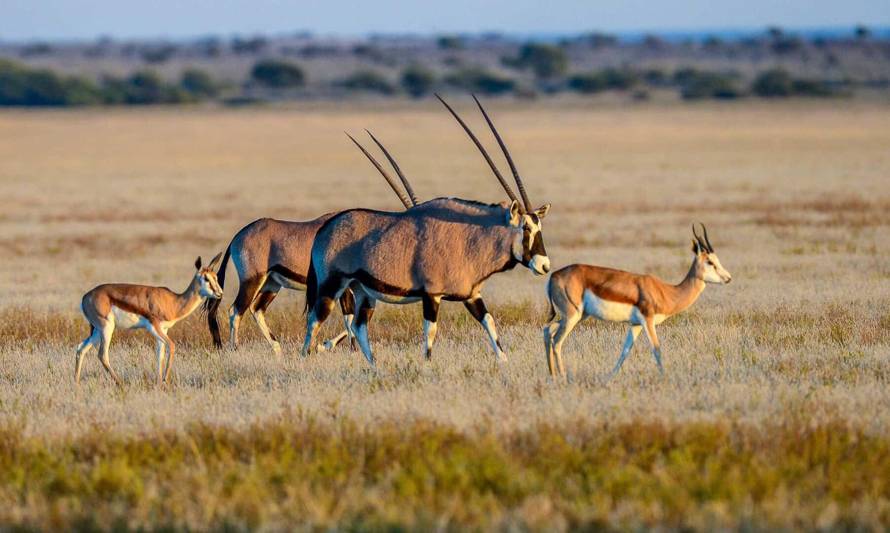 Oryx and springbok on dry grassland