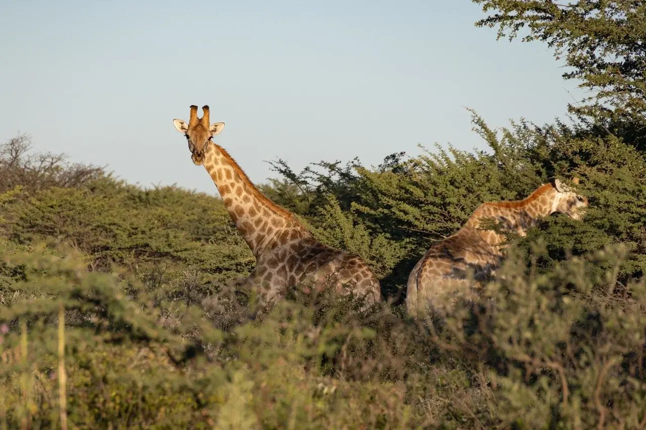 Giraffe feeding in the trees