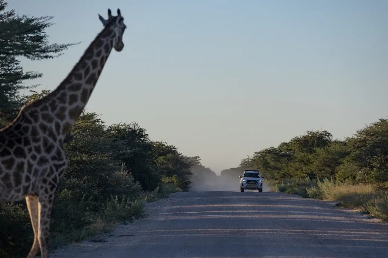 Giraffe beside a dusty road