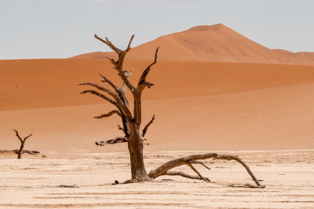 Dead tree against a red dune