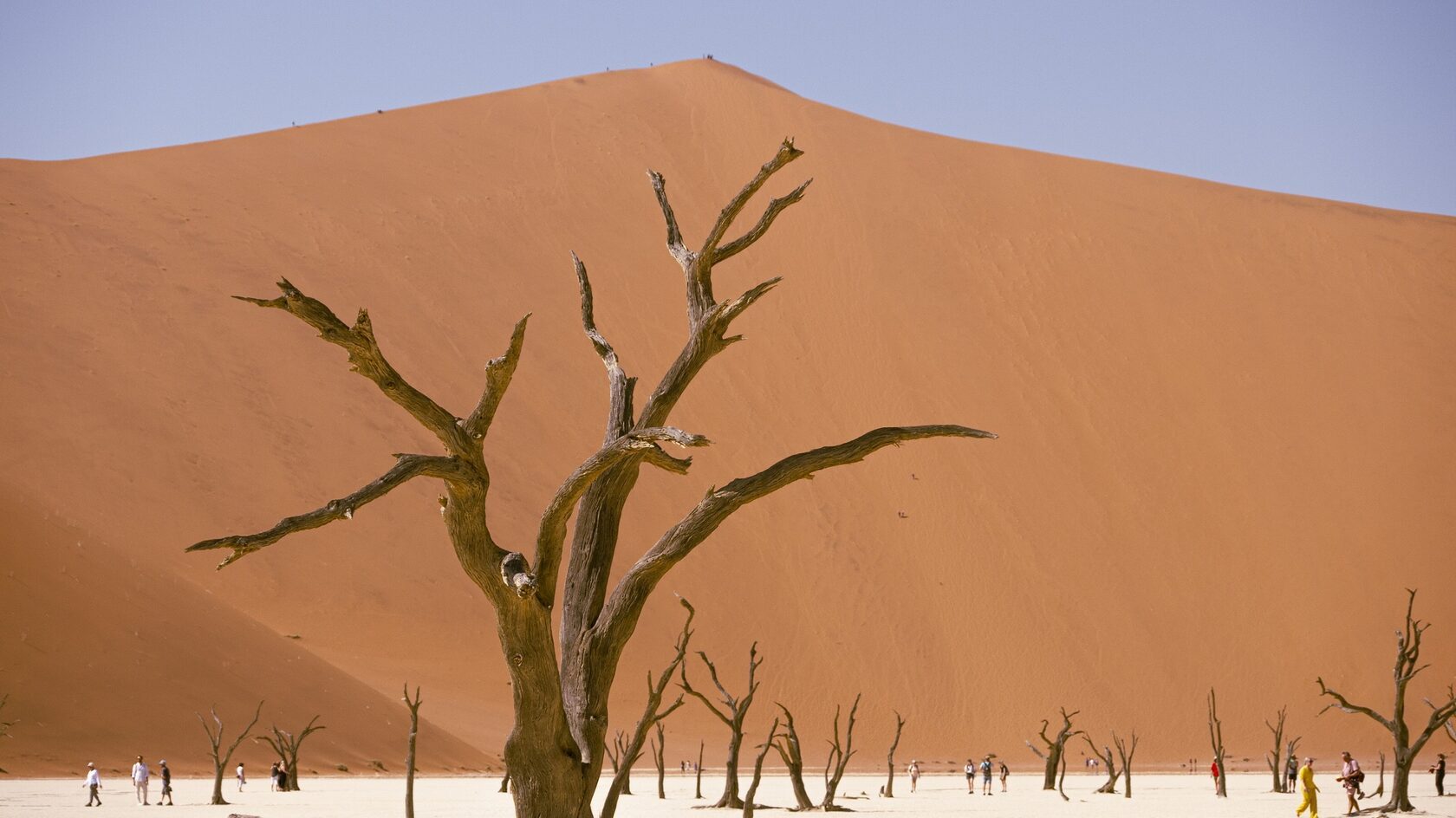 Dead tree beneath a towering dune