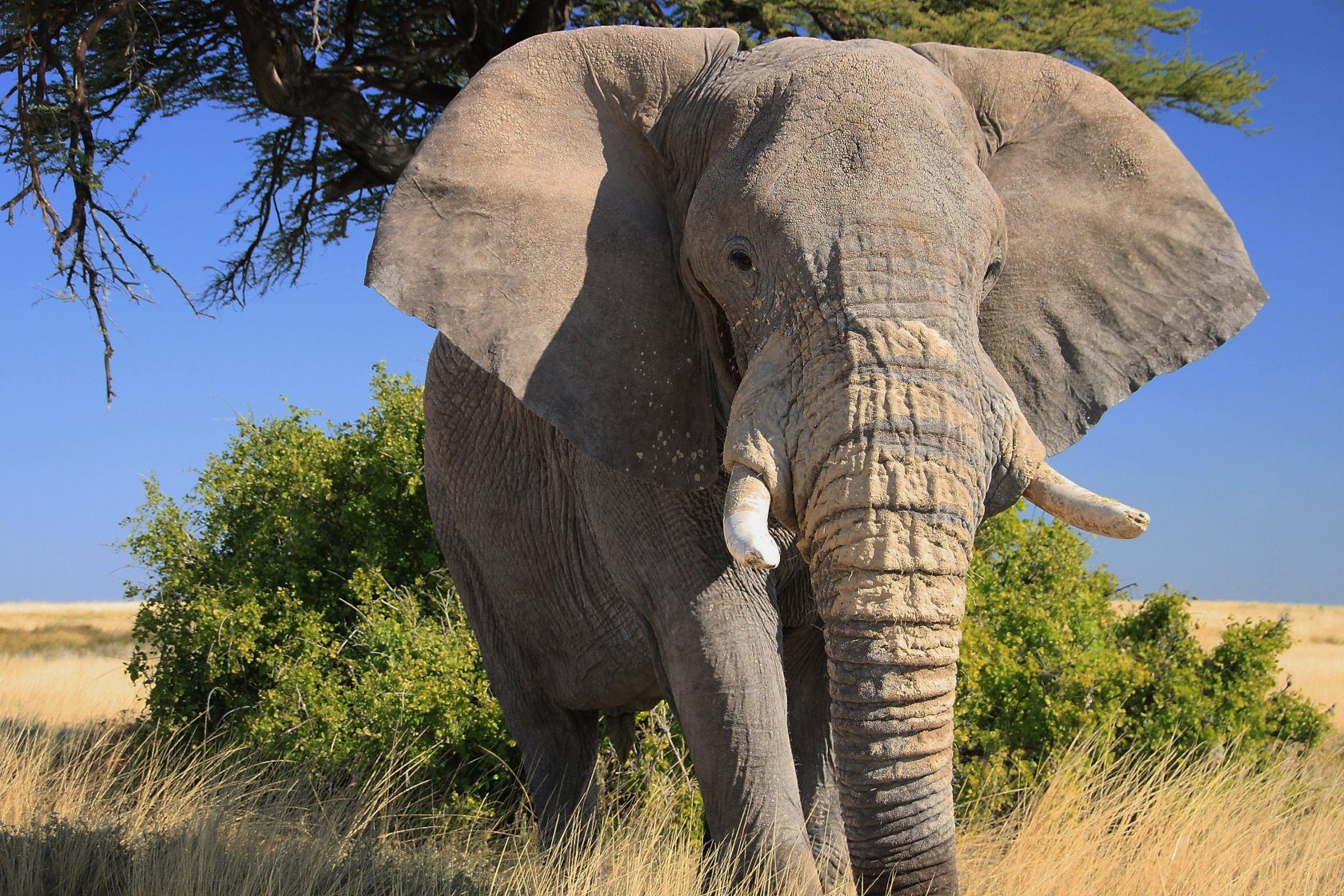 Elephant walking past a bush