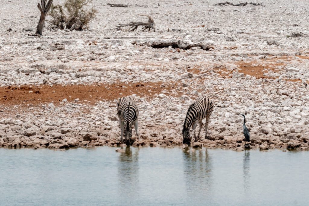 Zebras at a waterhole