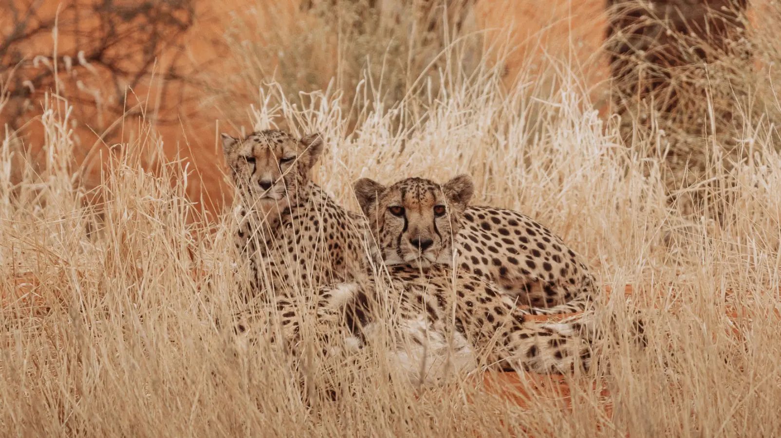 Cheetahs resting in dry grass