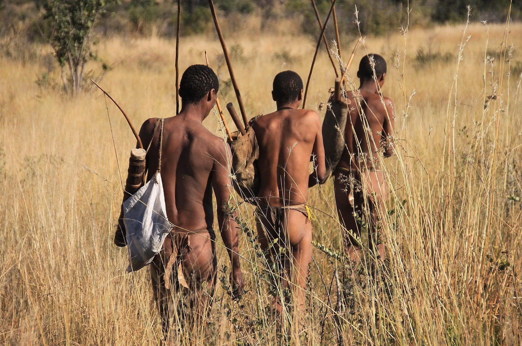 San hunters walking through golden grass