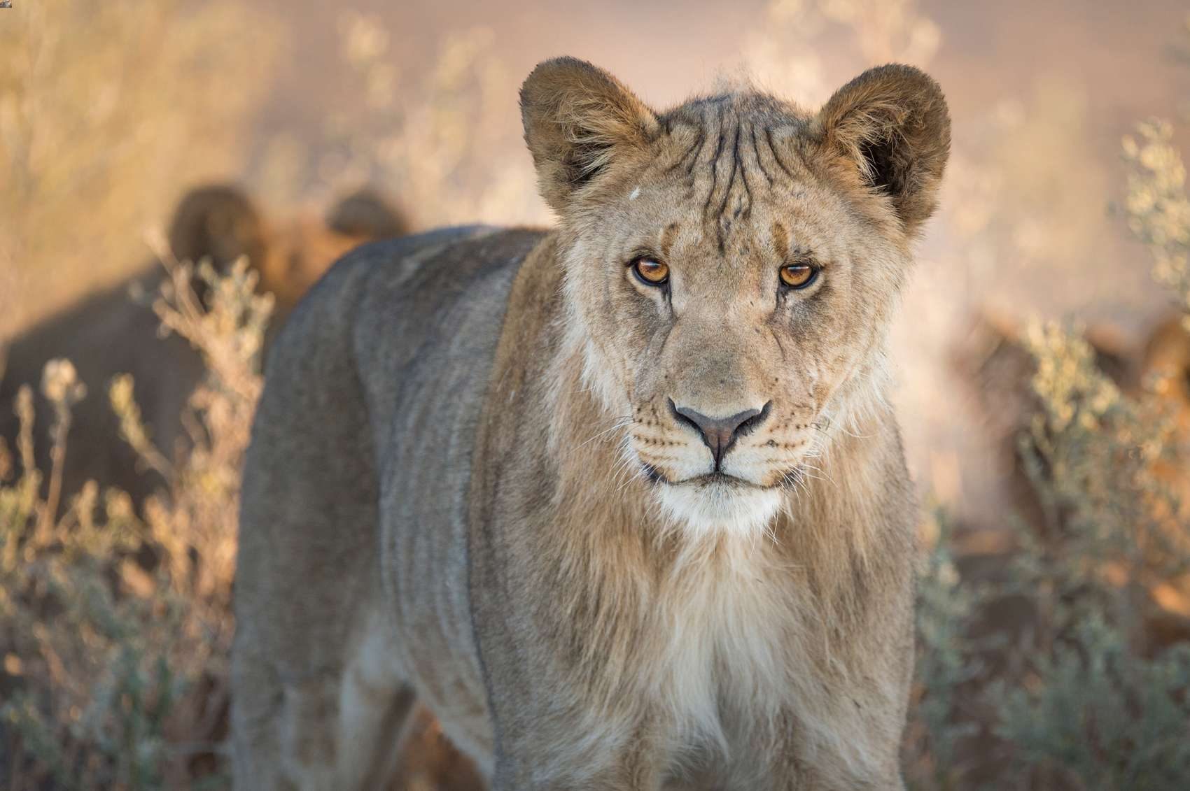 Young lion looking into the camera