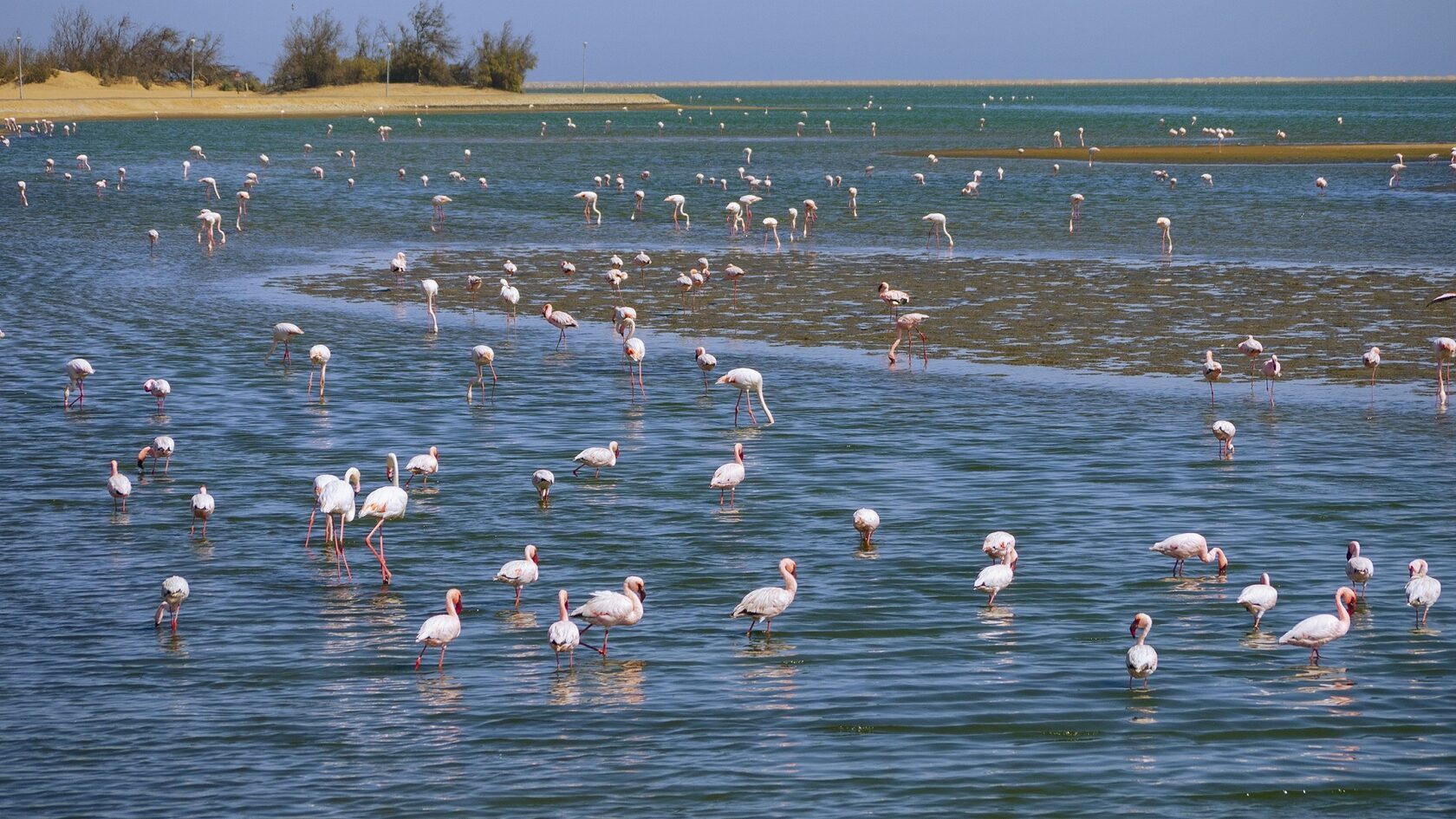 Flamingos on a coastal lagoon