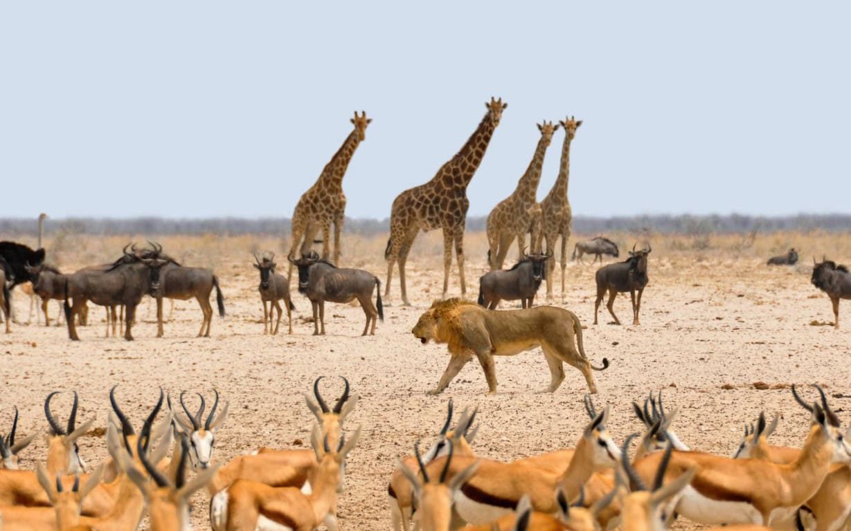 Giraffes, springbok and a lion on the plain
