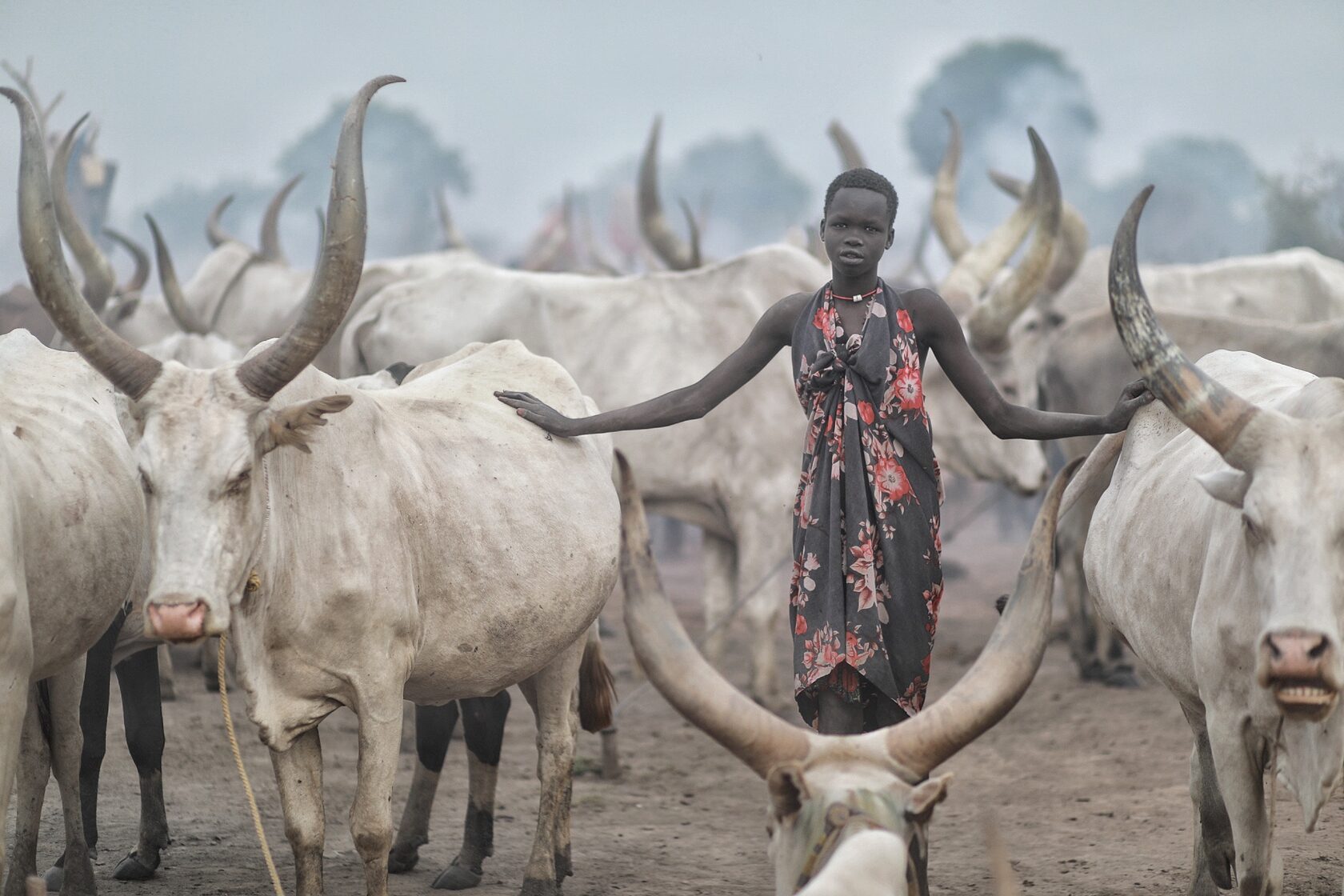 Cattle keeper among long-horned cattle
