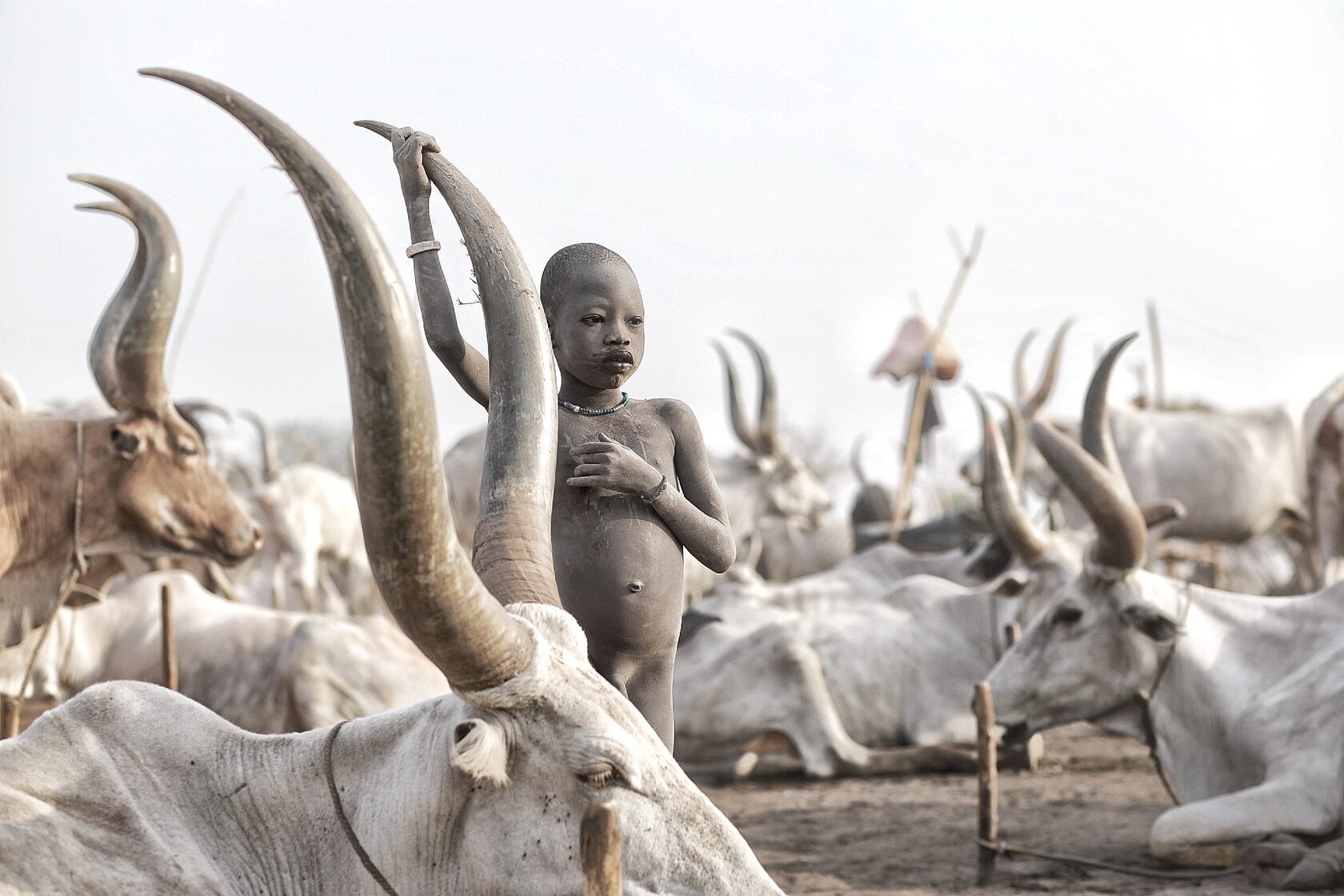 Long-horned cattle at a cattle camp