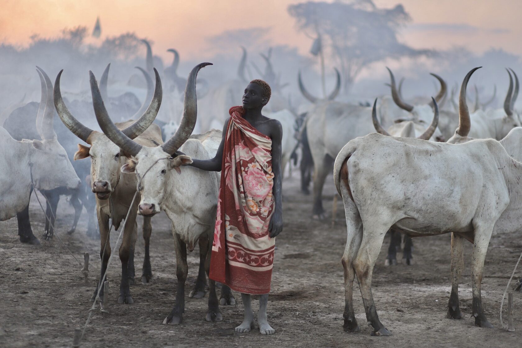 Herder in red among cattle at dawn