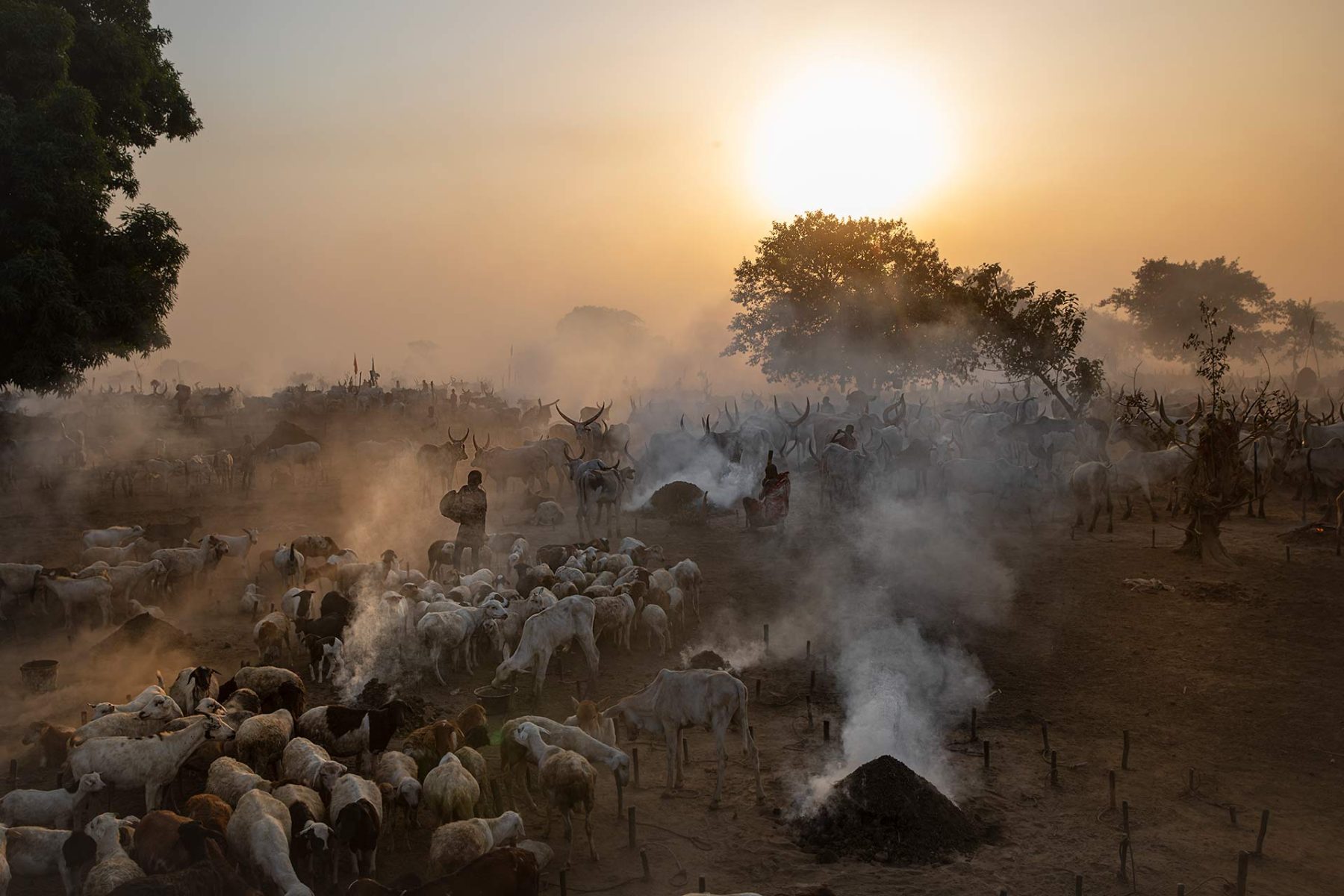 Sunrise over a cattle camp