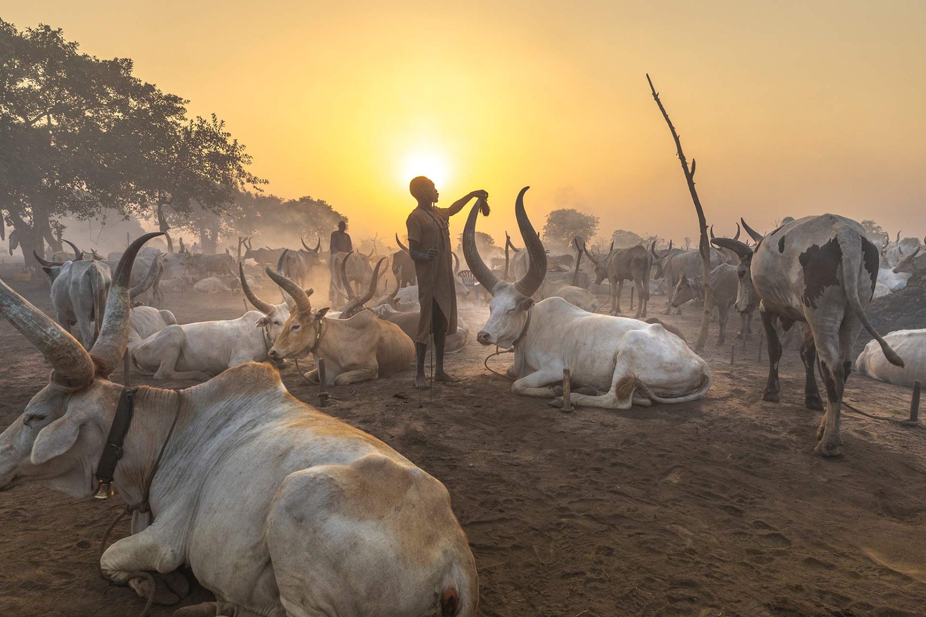 Cattle camp at first light