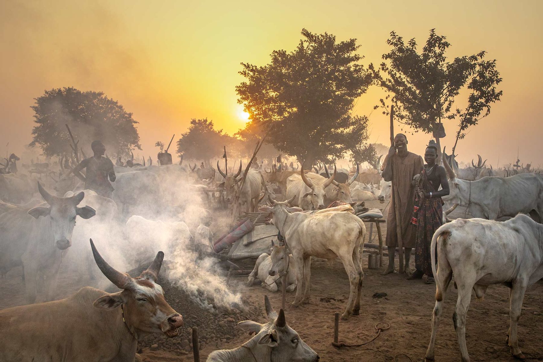 Cattle resting in the smoke of a camp fire