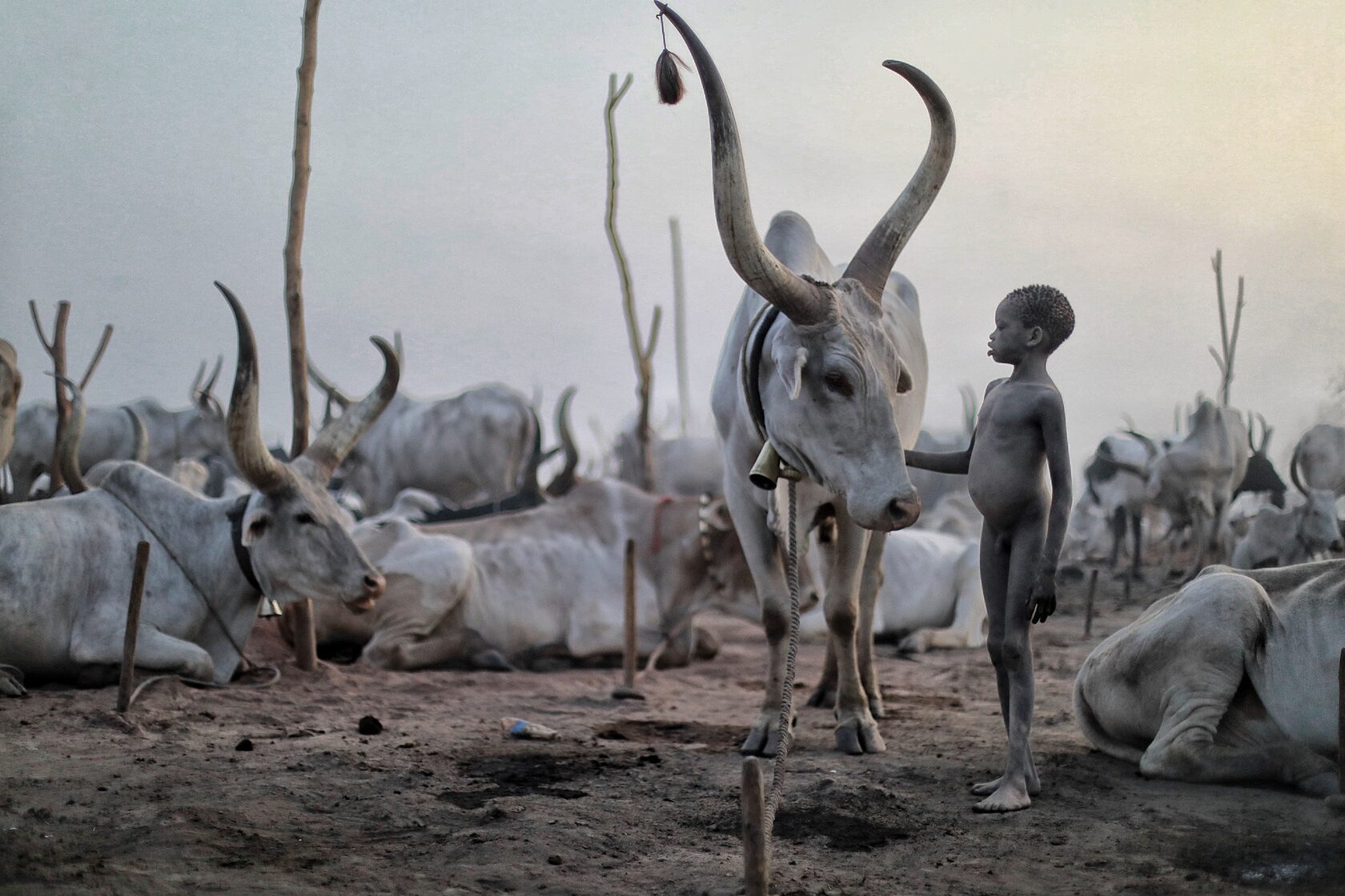 Herder beside his long-horned cattle