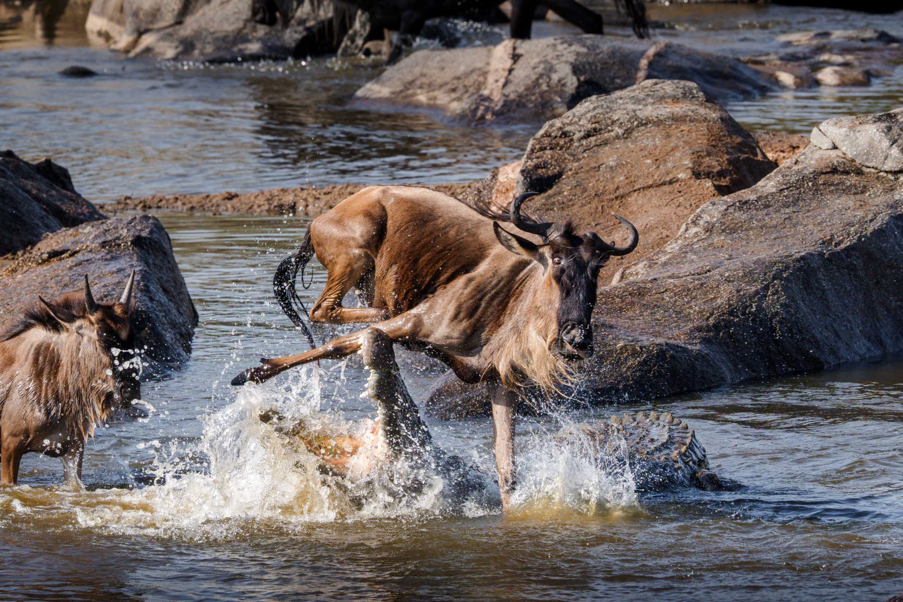 Wildebeest crossing a river