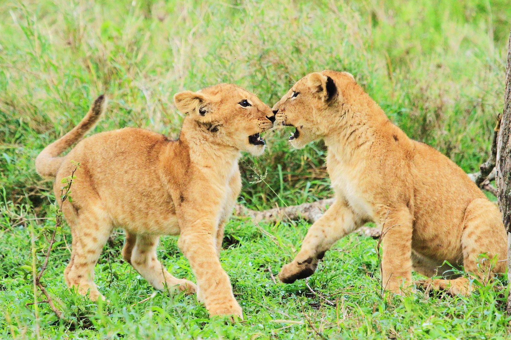 Young lions playing