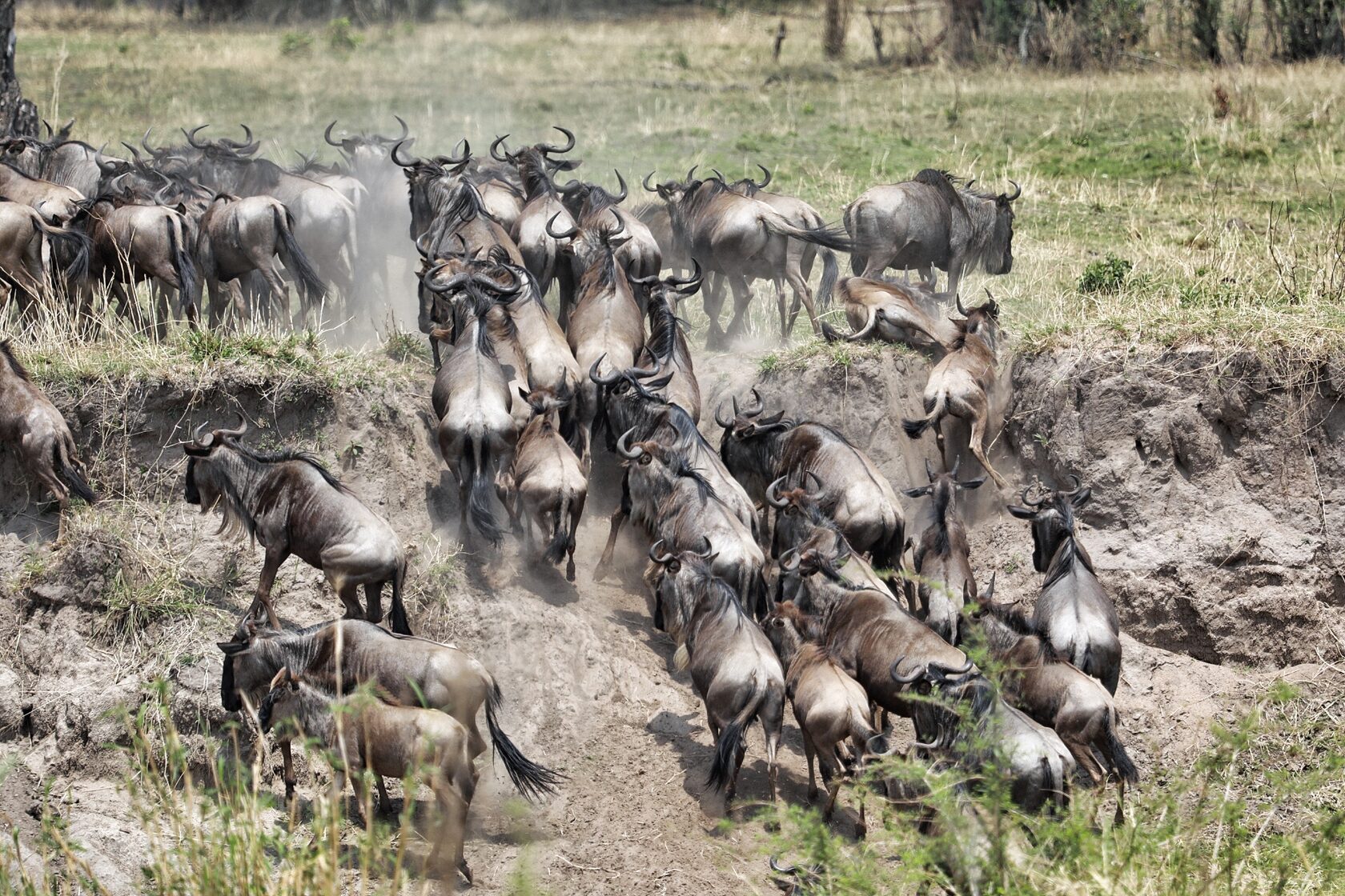 Wildebeest herd on the plains