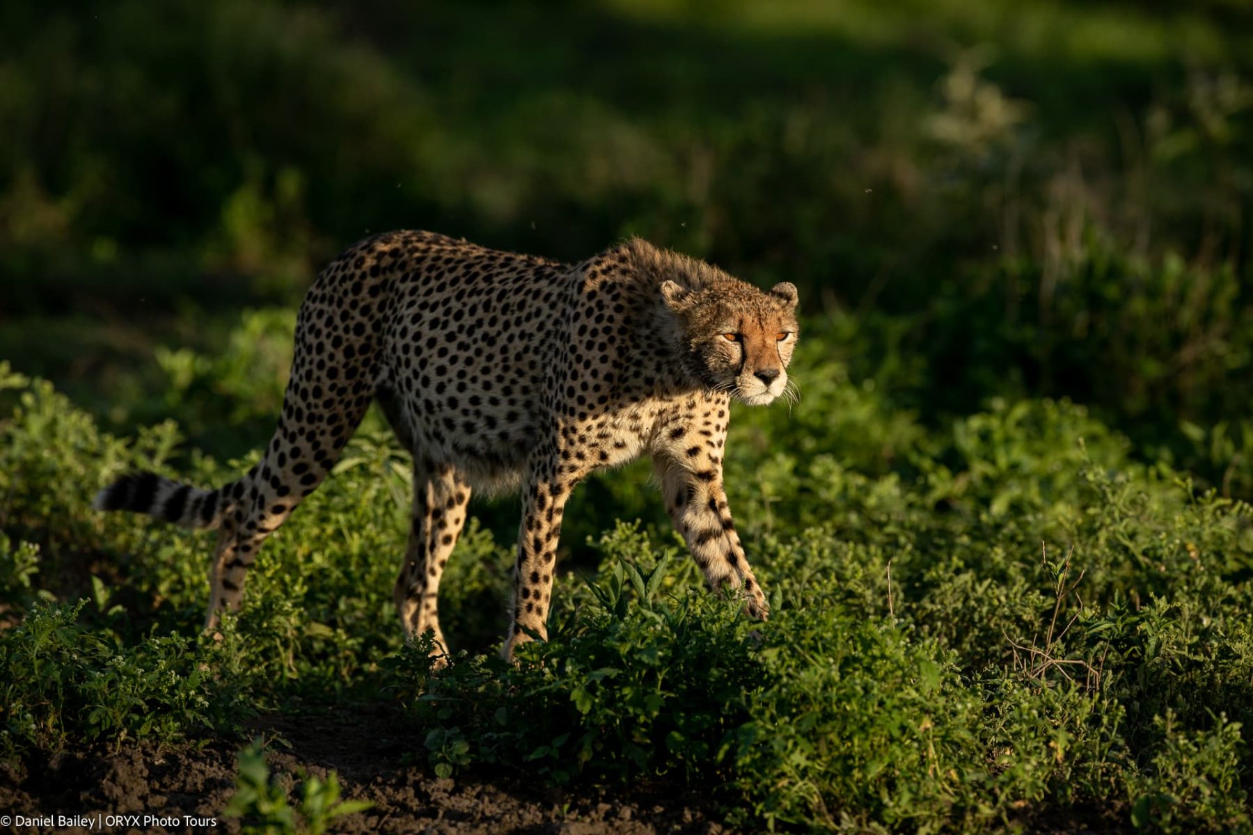 Cheetah walking through green vegetation