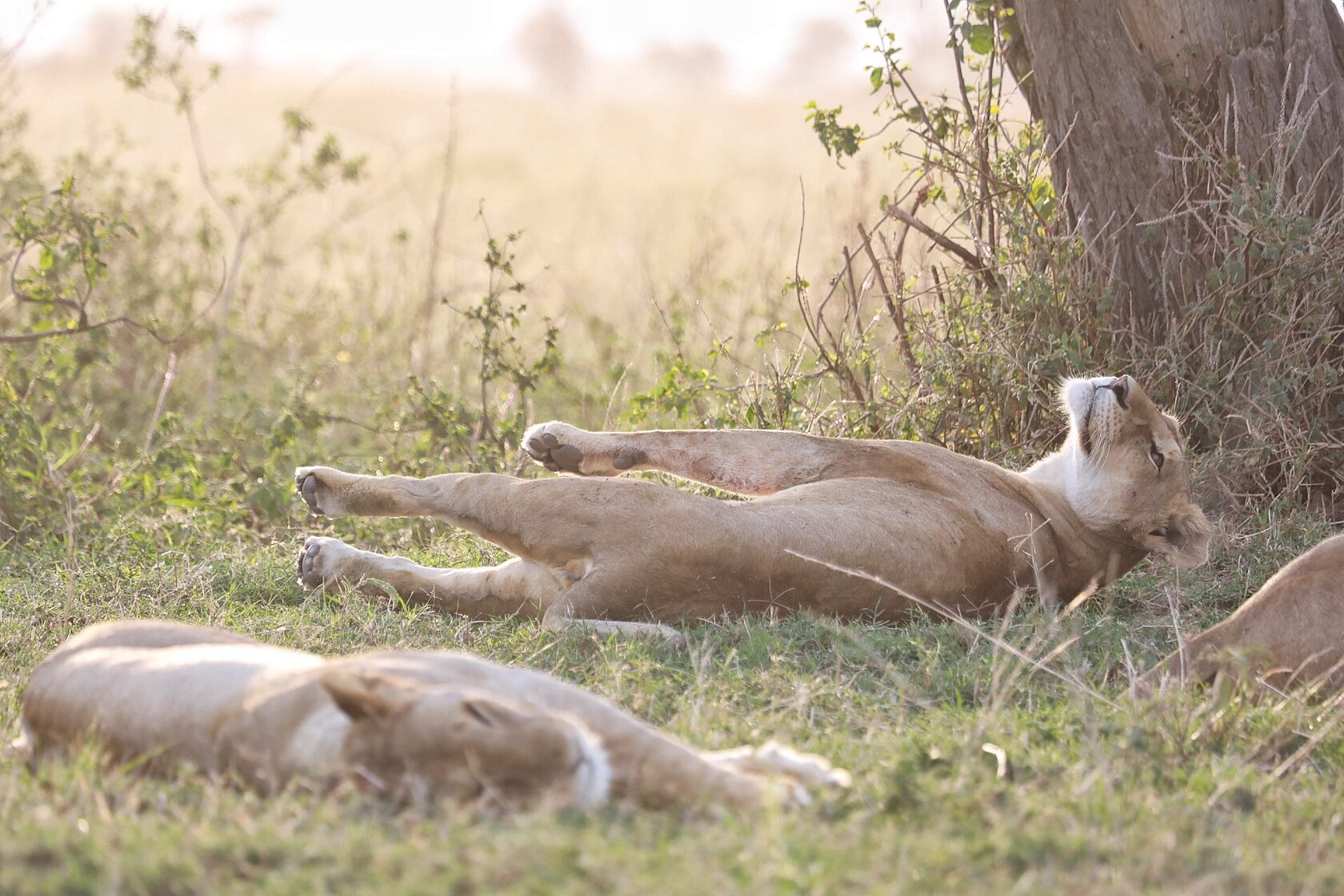 Lions resting in the shade