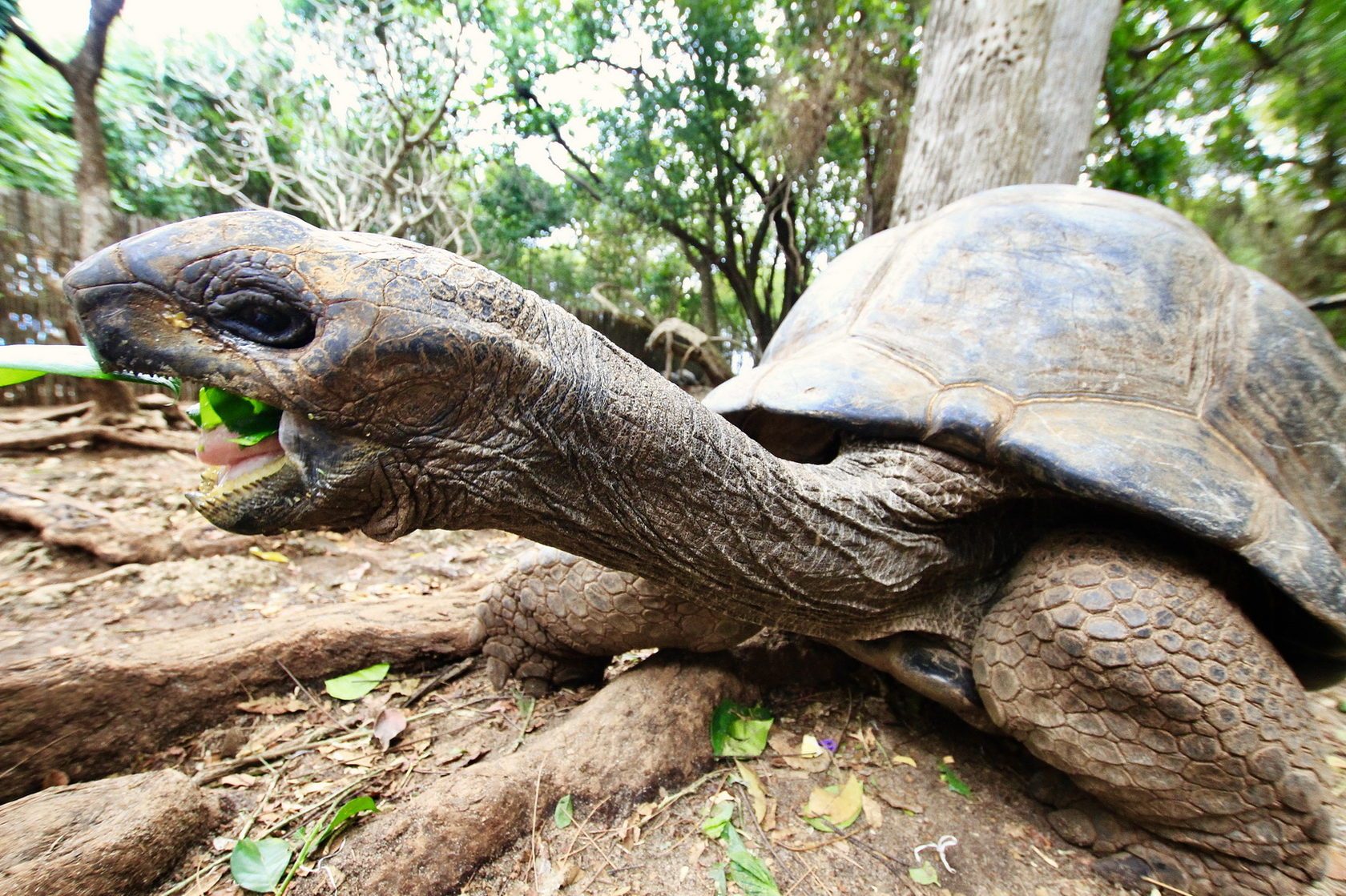 Giant tortoise on a forest floor