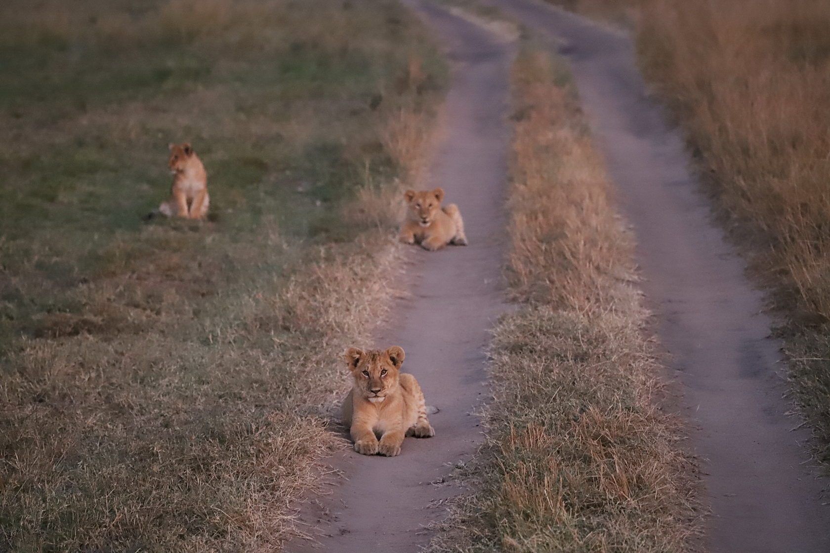 Lions on a safari track at dusk