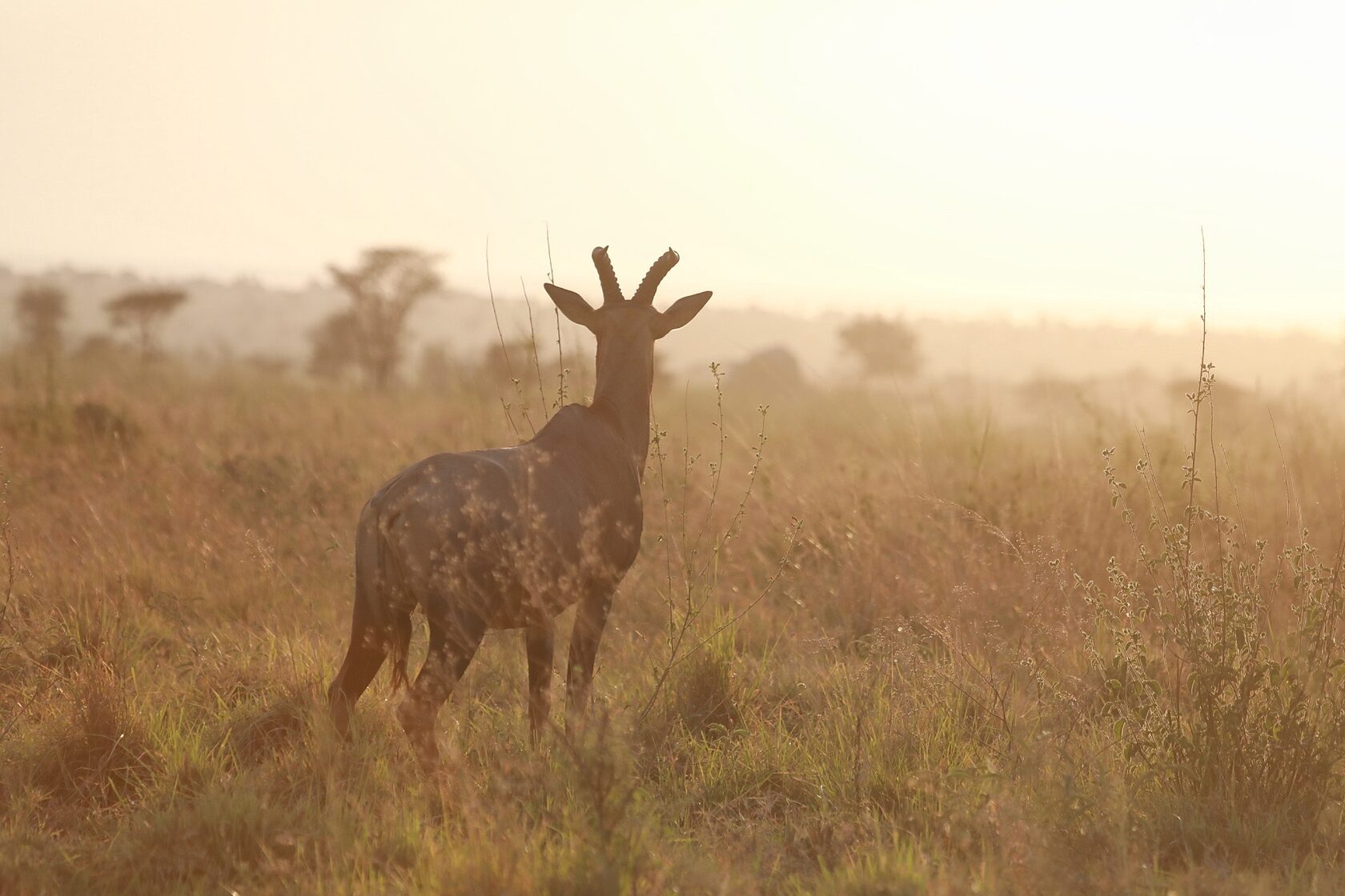 Antelope standing in golden light