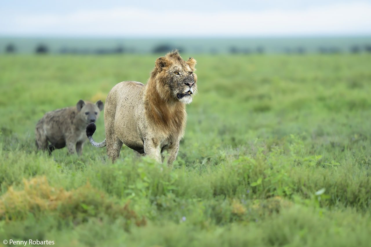 Lion on the plains