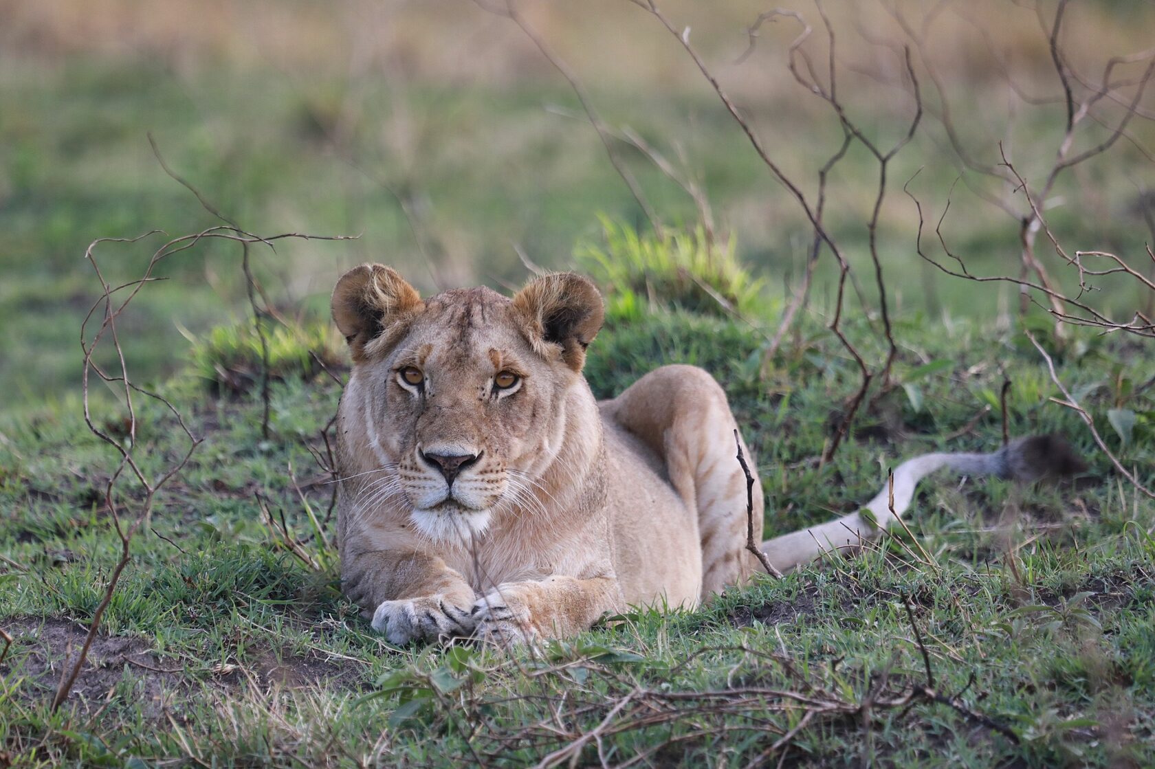 Lioness lying in the grass