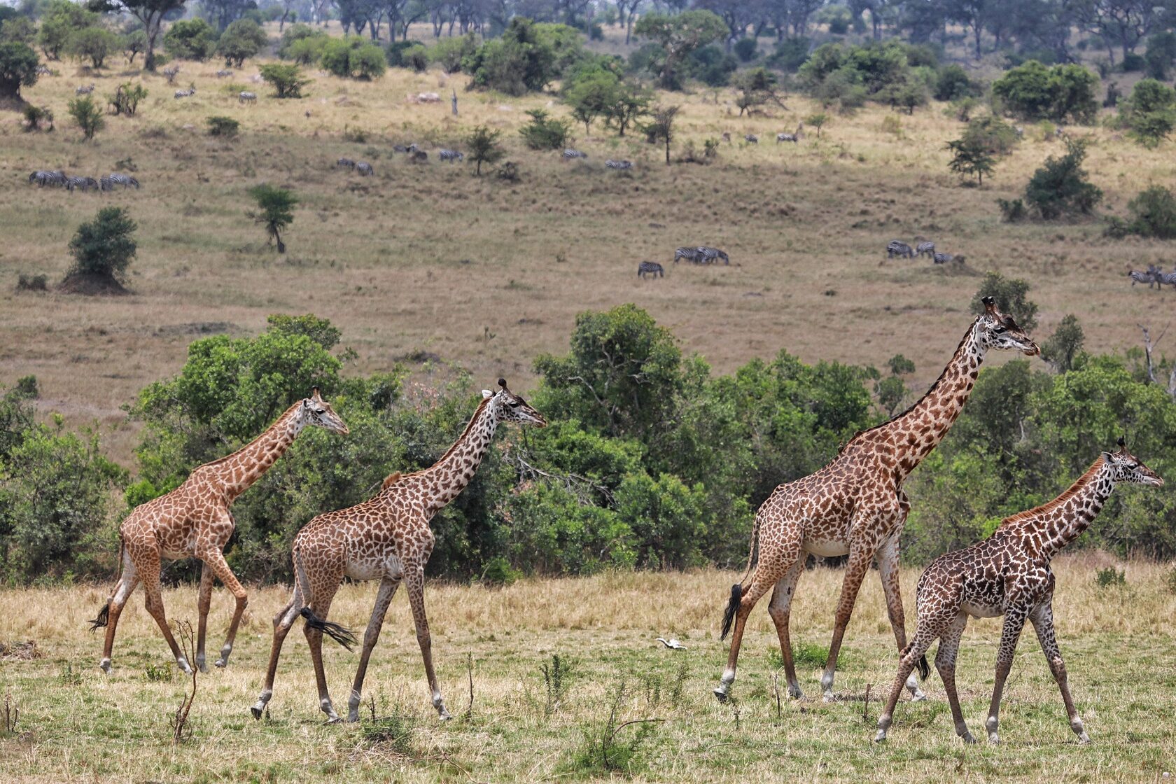 Giraffes on a wide plain