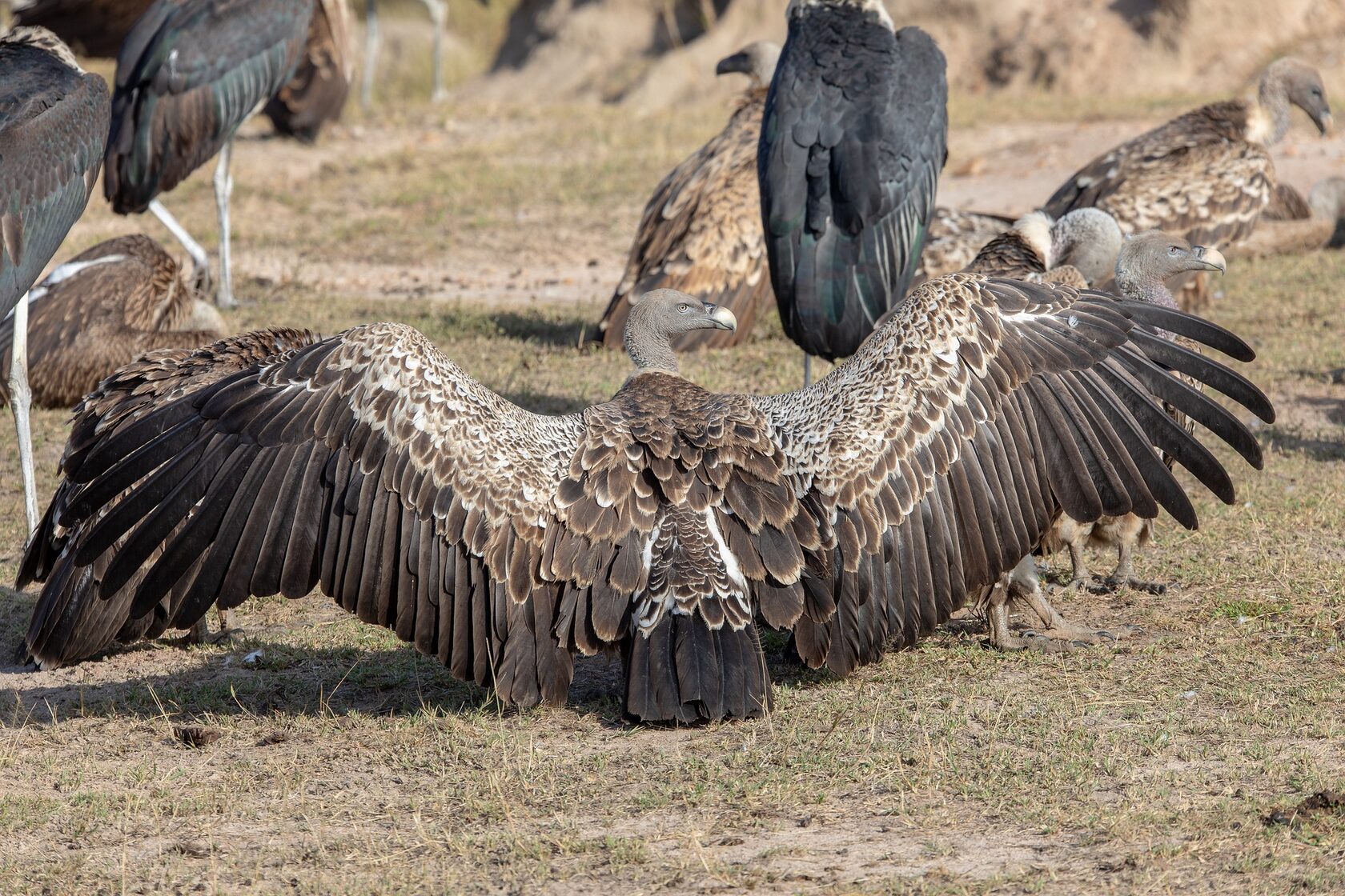Vultures at a carcass