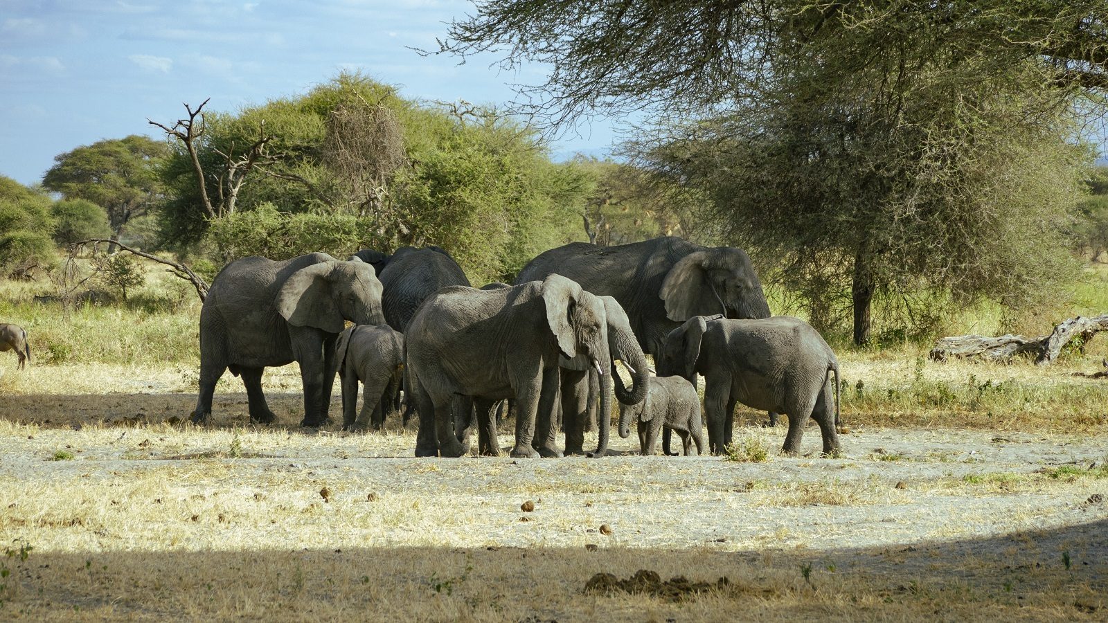 Elephants gathering under acacia trees