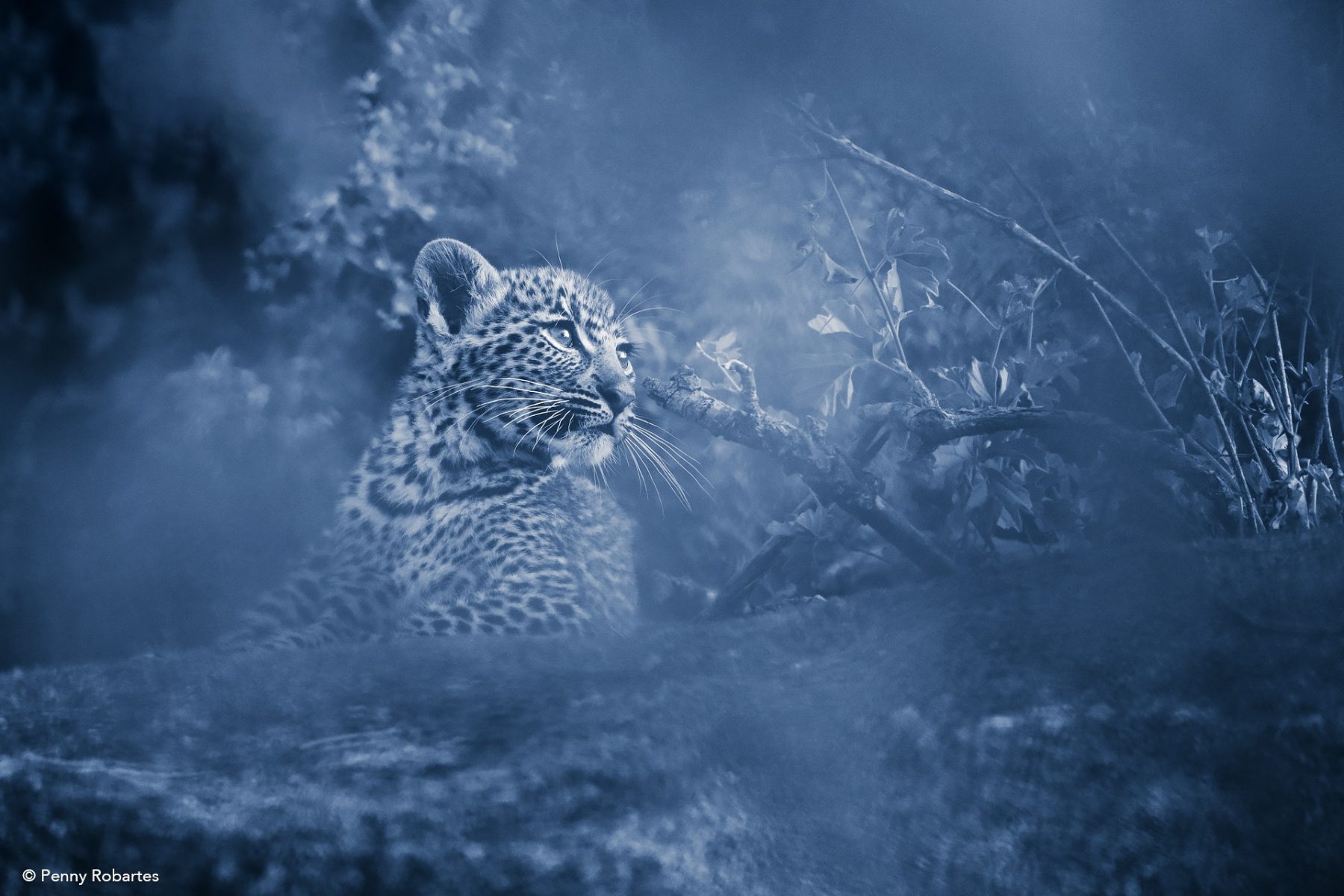 Leopard in a blue evening light