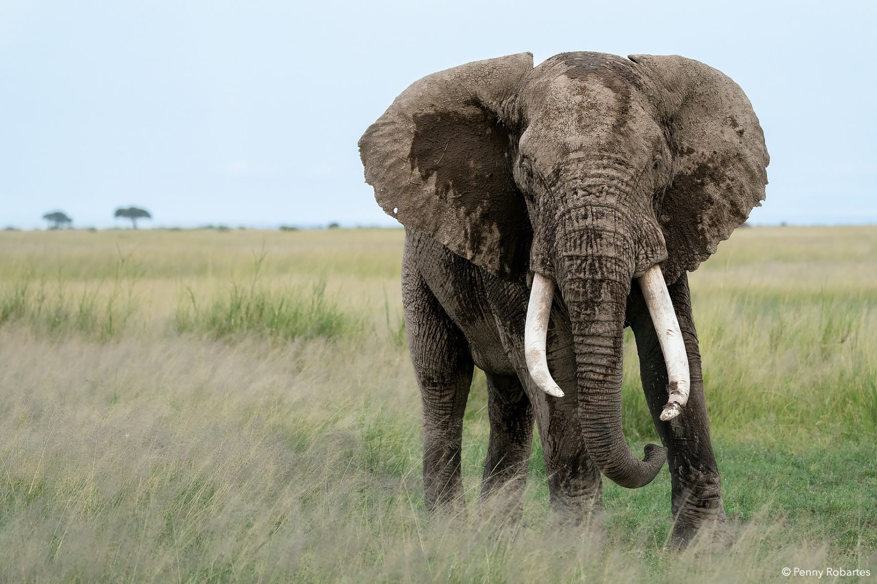 Bull elephant in open grassland