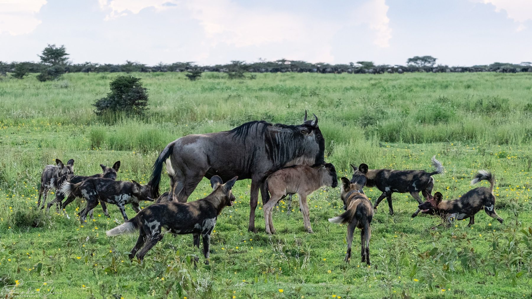 African wild dogs at a wildebeest