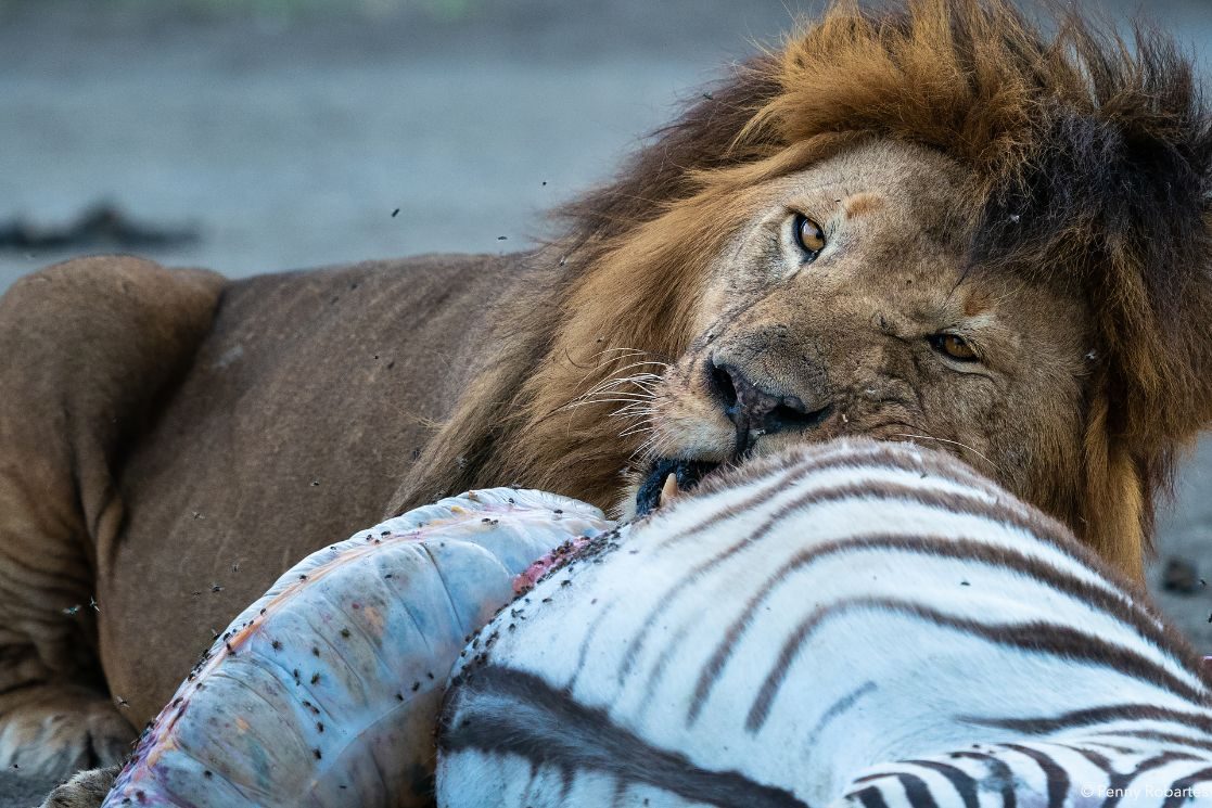 Lion resting on its kill