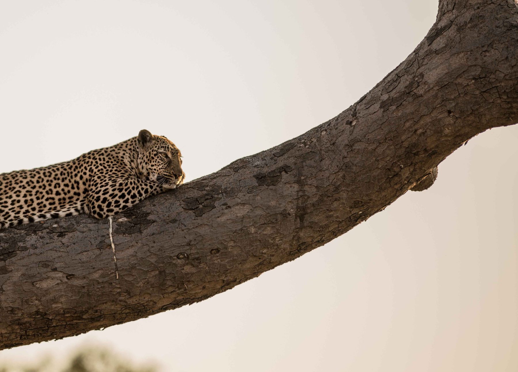 Leopard resting in a tree
