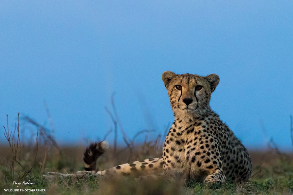 Cheetah resting in the grass