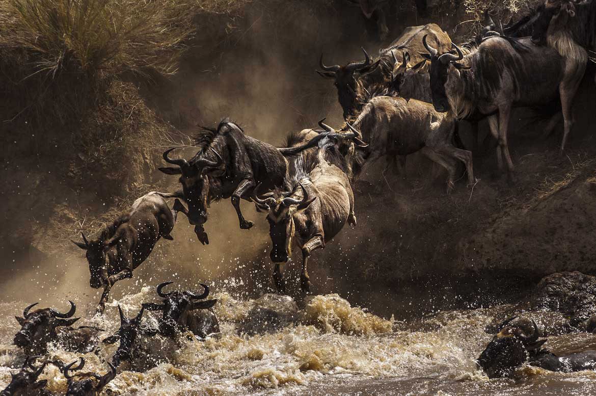 Wildebeest herd on the move in the dust