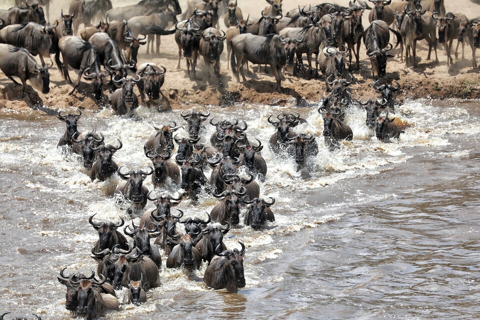 Wildebeest river crossing