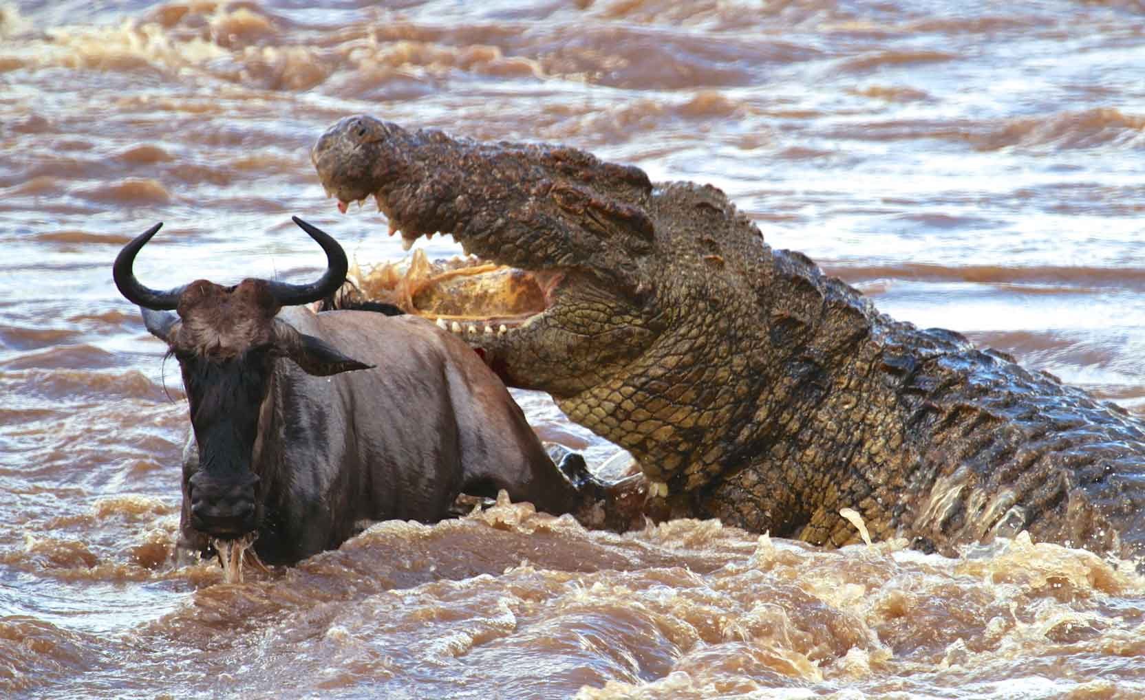 Crocodile catching a wildebeest in a river