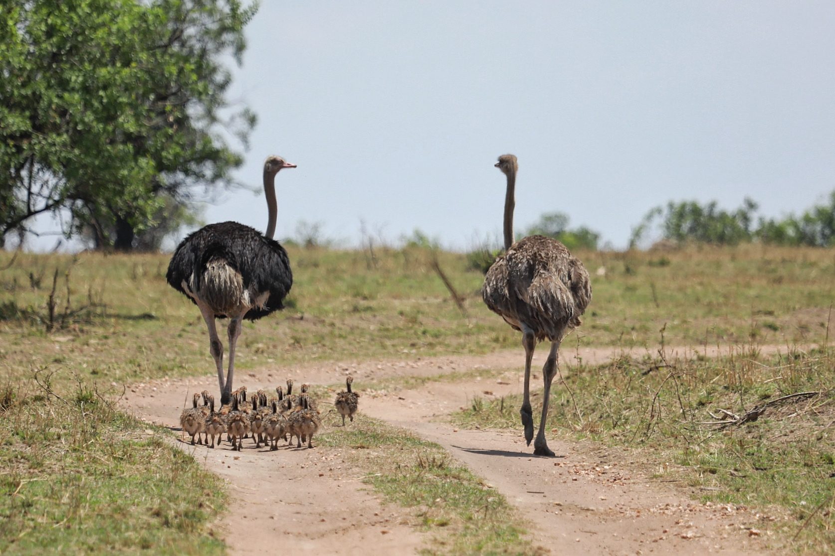 Ostriches walking along a track
