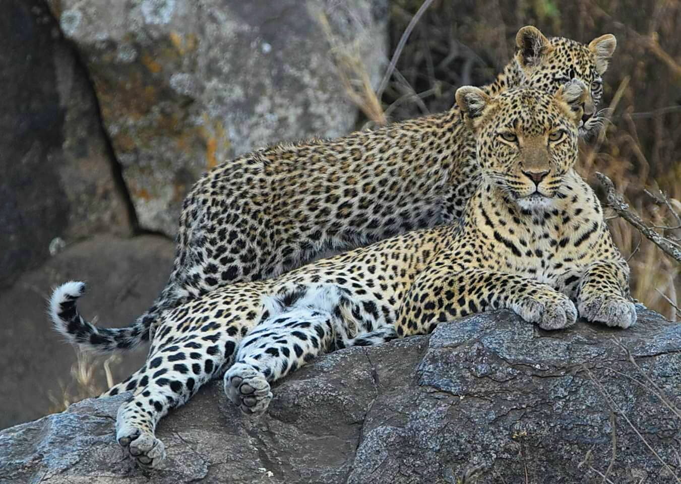 Two leopards resting on rocks