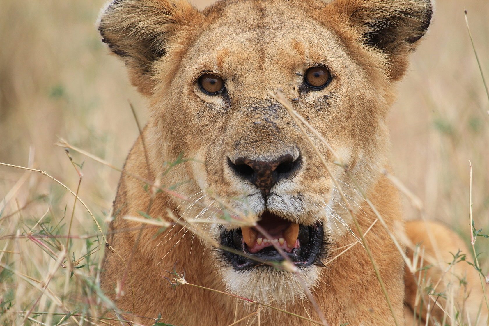 Lioness resting in tall grass