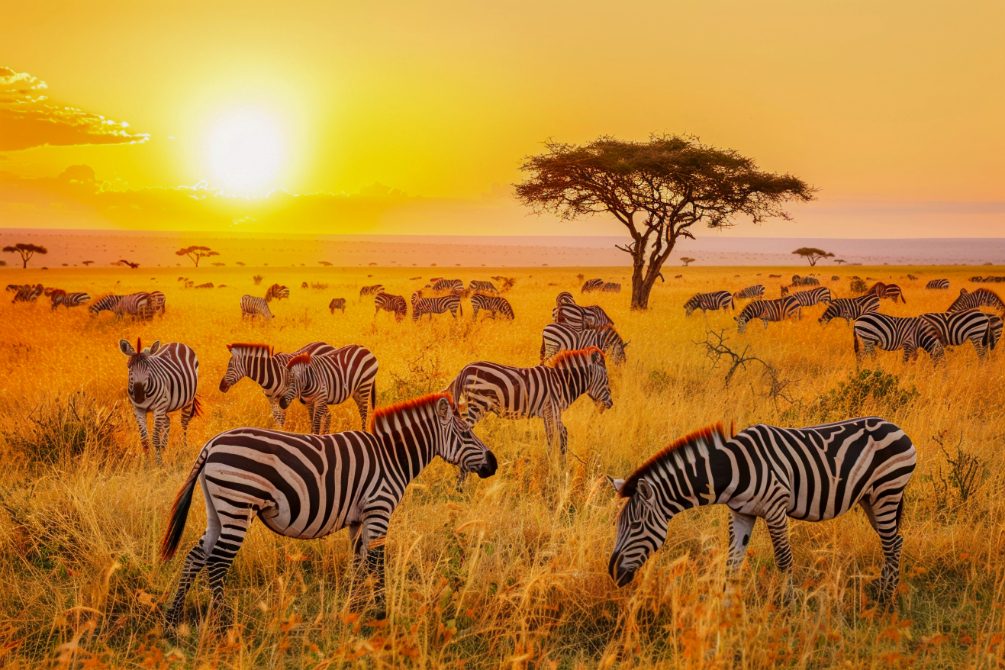 Zebras grazing at sunset on the savanna